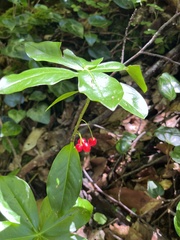 Daphne pontica, photograph (c) Наталья Пикалова, some rights reserved (CC BY)
