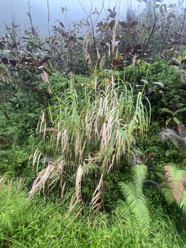 Miscanthus floridulus observed 2026-08-07