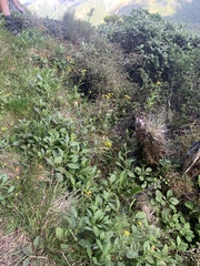 Senecio rufiglandulosus