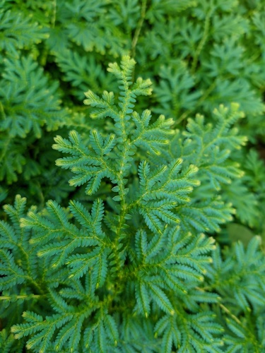 Selaginella uncinata, photograph 3