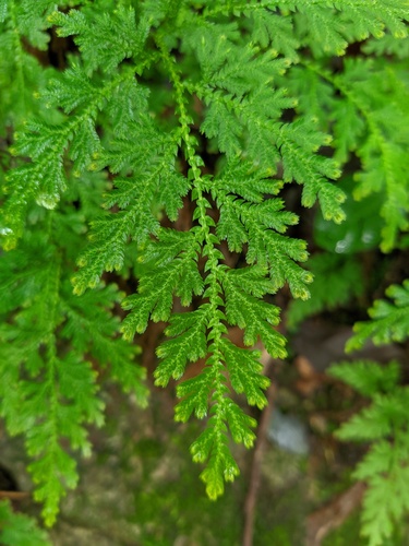 Selaginella uncinata, photograph 4