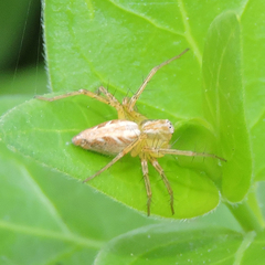 Oxyopes