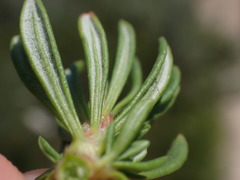Eriogonum fasciculatum fasciculatum