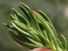 Eriogonum fasciculatum fasciculatum