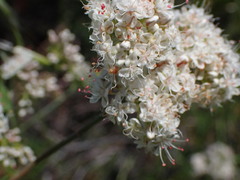 Eriogonum fasciculatum fasciculatum