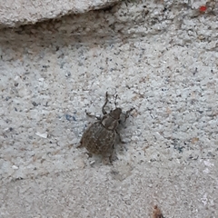 Philopedon plagiatum