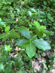 Daphne pontica