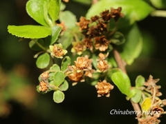 Spiraea prunifolia pseudoprunifolia