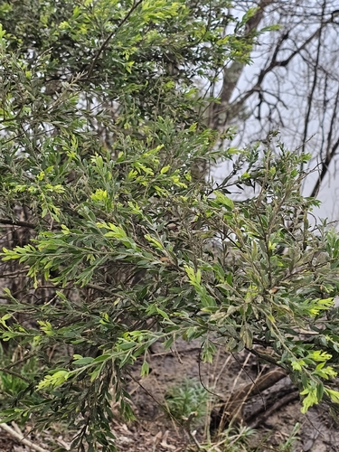 Acacia howittii