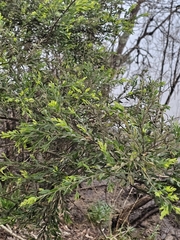 Acacia howittii, photograph author not stated, no rights reserved