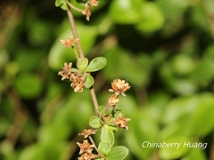 Spiraea prunifolia pseudoprunifolia