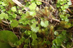 (c) Lorraine Cook, some rights reserved (CC BY) Hydrocotyle novae-zeelandiae, photograph (c) Lorraine Cook, some rights reserved (CC BY)
