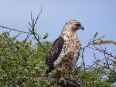 Buteo galapagoensis