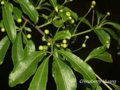 Euonymus carnosus