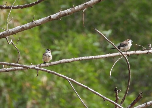 Double-barred Finch