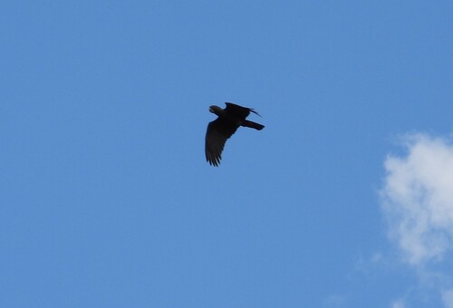 Red-tailed Black Cockatoo