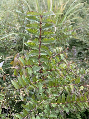 Coriaria sarmentosa, photograph 6