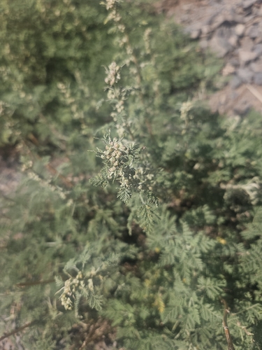 Artemisia adamsii, photograph 5