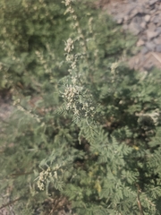(c) liam1294, some rights reserved (CC BY) Artemisia adamsii, photograph (c) liam1294, some rights reserved (CC BY)