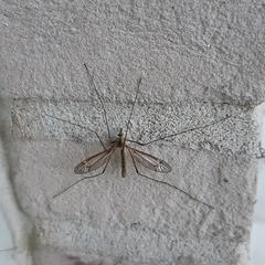 Tipula vernalis