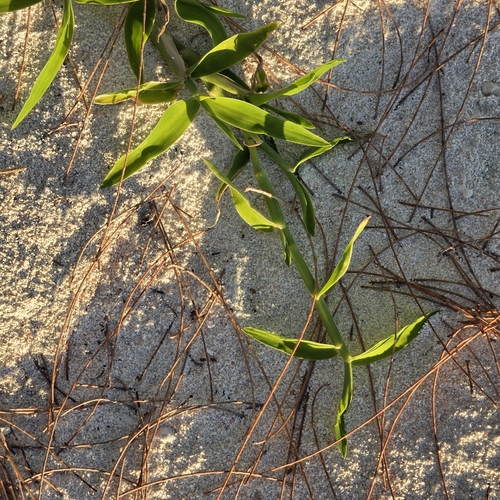 Thuarea involuta observed 2026-08-08