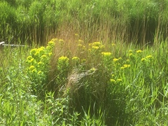 Euphorbia palustris