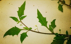 Solanum opacum
