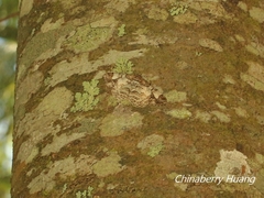 Alcis admissaria