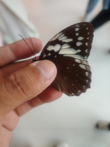 Penthema adelma