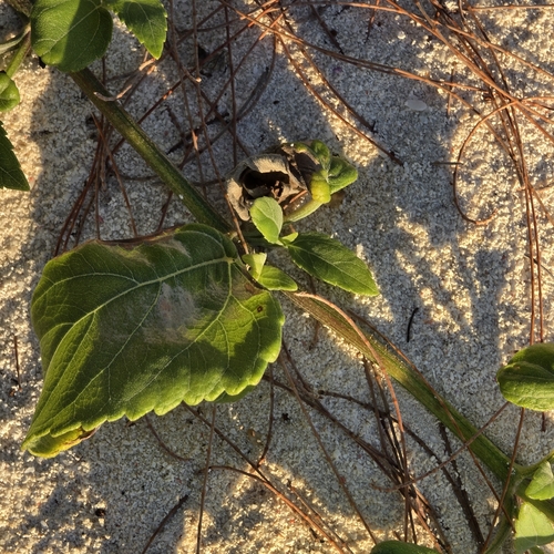 Wollastonia uniflora, photograph 2