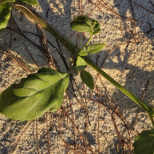 Wollastonia uniflora, photograph 4