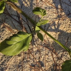 (c) Martin Rady, some rights reserved (CC BY) Wollastonia uniflora, photograph (c) Martin Rady, some rights reserved (CC BY)