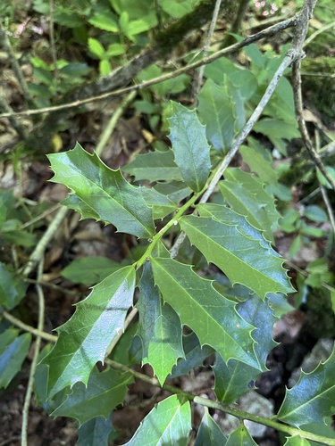 Ilex colchica, photograph 6