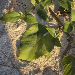 (c) Martin Rady, some rights reserved (CC BY) Wollastonia uniflora, photograph (c) Martin Rady, some rights reserved (CC BY)