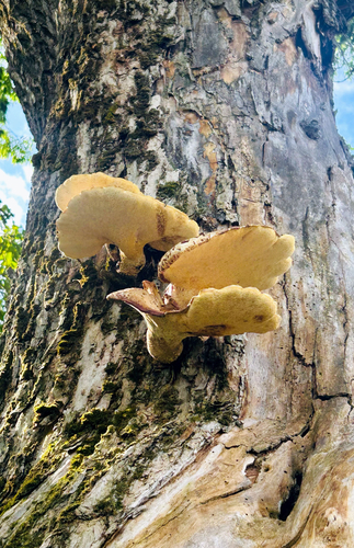 Dryad's Saddle