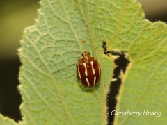 Calvia quadrivittata