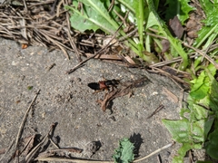 Staphylinus dimidiaticornis