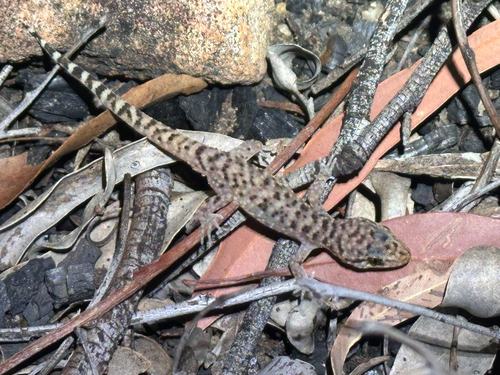 Common Prickly Gecko