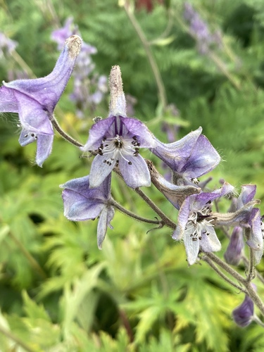 Northern Wolfsbane