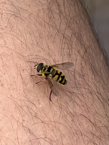 Yellow-haired Sun Fly