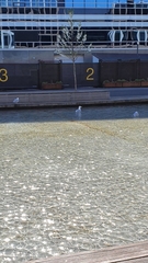 Larus argentatus