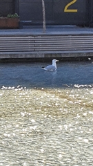 Larus argentatus