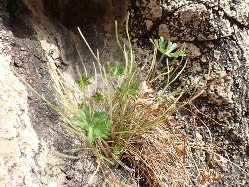 Geranium solanderi, photograph 4