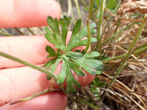Geranium solanderi, photograph 5