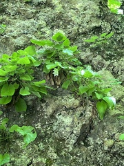 Campanula pendula, photograph (c) Наталья Пикалова, some rights reserved (CC BY)