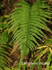 Dryopteris cycadina