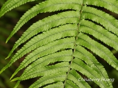 Dryopteris cycadina