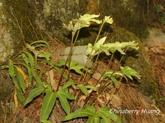 Pyrrosia polydactylos