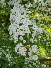 Spiraea × vanhouttei