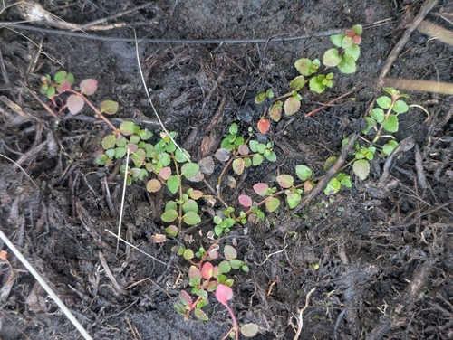 Gonocarpus micranthus, photograph 6